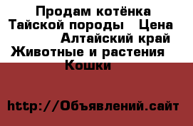 Продам котёнка Тайской породы › Цена ­ 1 000 - Алтайский край Животные и растения » Кошки   